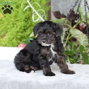 Riley, Yorkie Poo Puppy